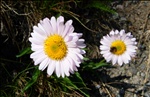 Mountain Flowers